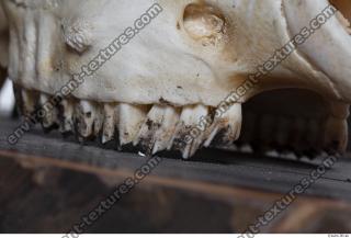 mouflon skull 0014
